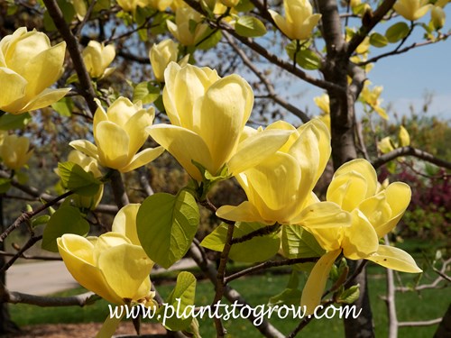 Magnolia 'Lois' 
blooming in mid April